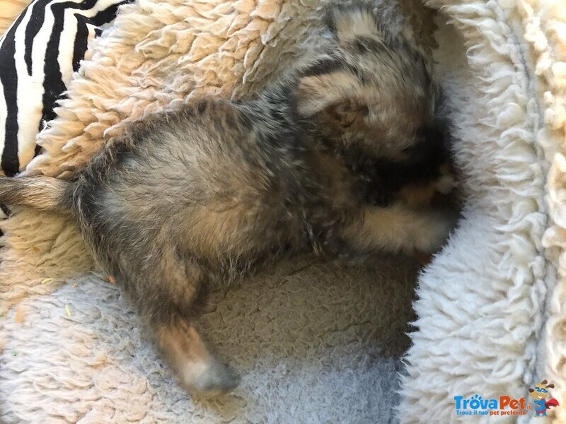 Cuccioli di Cairn Terrier Maschio e Femmina - Foto n. 2