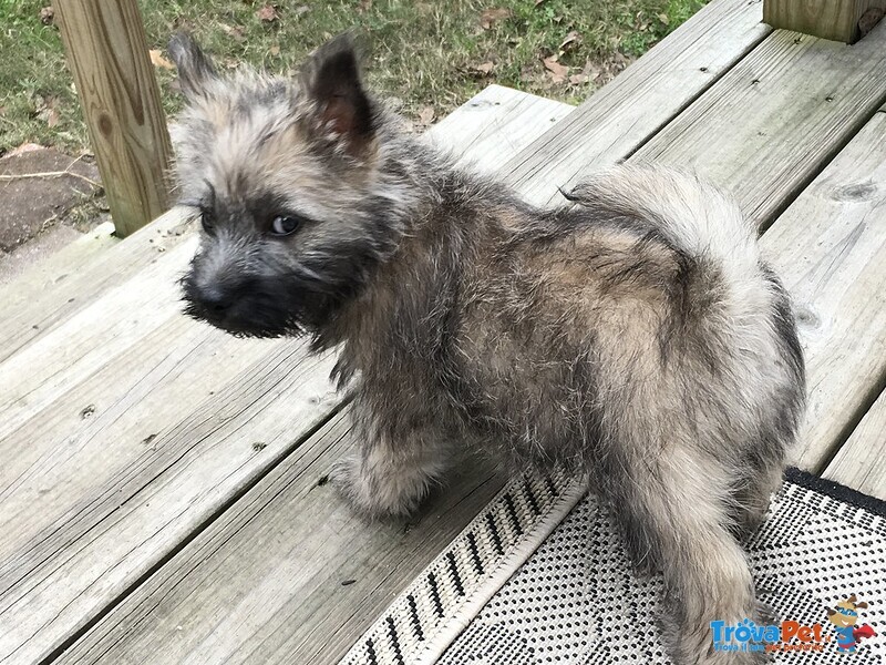 Cuccioli di Cairn Terrier Maschio e Femmina - Foto n. 3