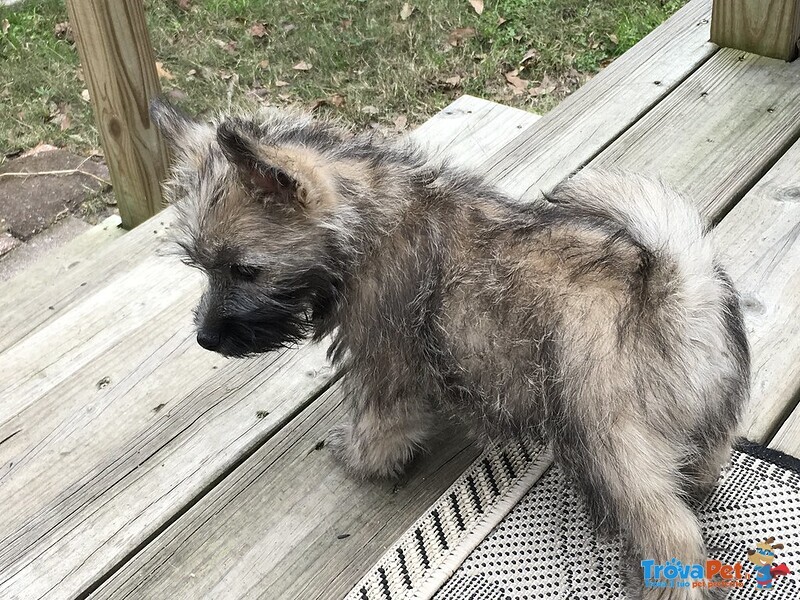 Cuccioli di Cairn Terrier Maschio e Femmina - Foto n. 4