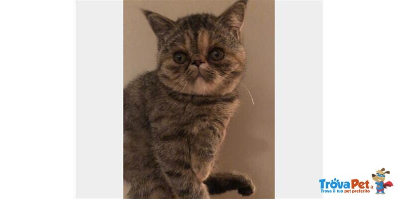 Cuccioli di Exotic Shorthair - Foto n. 1