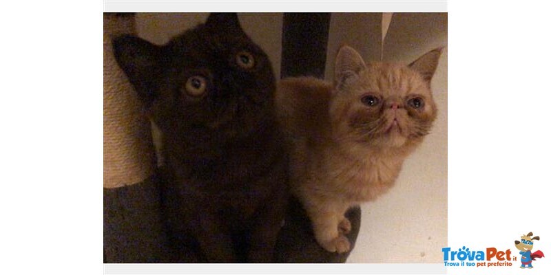 Cuccioli di Exotic Shorthair - Foto n. 2