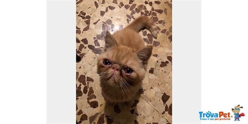 Cuccioli di Exotic Shorthair - Foto n. 3