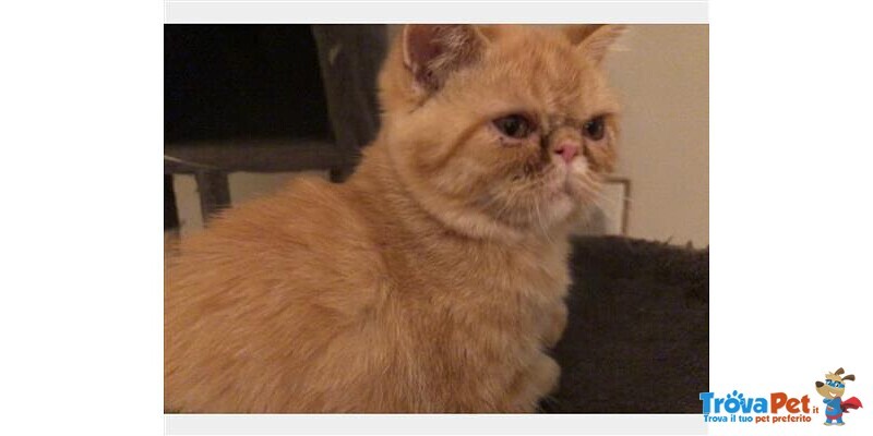 Cuccioli di Exotic Shorthair - Foto n. 4