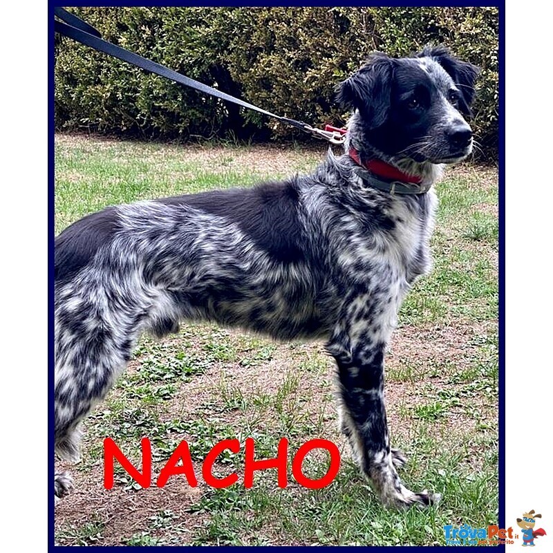 Nacho Simil Setterino 5 anni 20 kg di Voglia di Vivere e Coccole - Foto n. 1