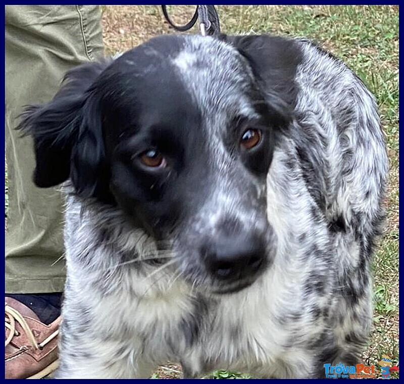 Nacho Simil Setterino 5 anni 20 kg di Voglia di Vivere e Coccole - Foto n. 3