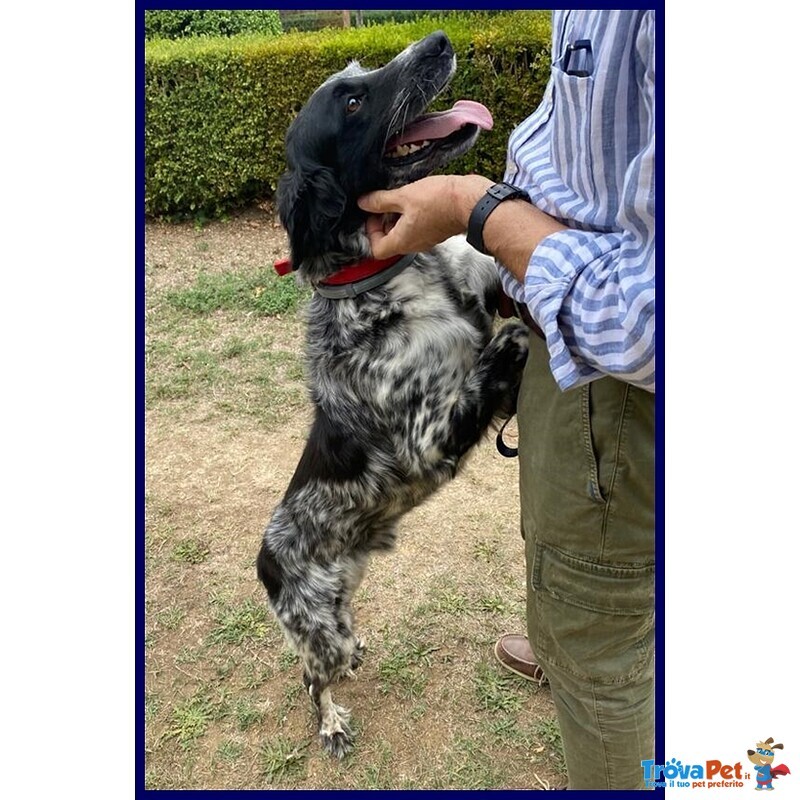 Nacho Simil Setterino 5 anni 20 kg di Voglia di Vivere e Coccole - Foto n. 4