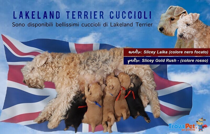 Lakeland Terrier, Bellissimi Cuccioli Disponibili - Foto n. 1