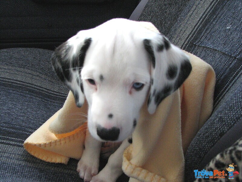 Cuccioli Dalmata con Prestigioso Pedigree - Foto n. 1