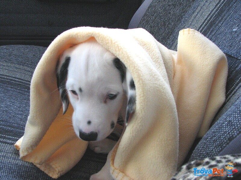 Cuccioli Dalmata con Prestigioso Pedigree - Foto n. 2