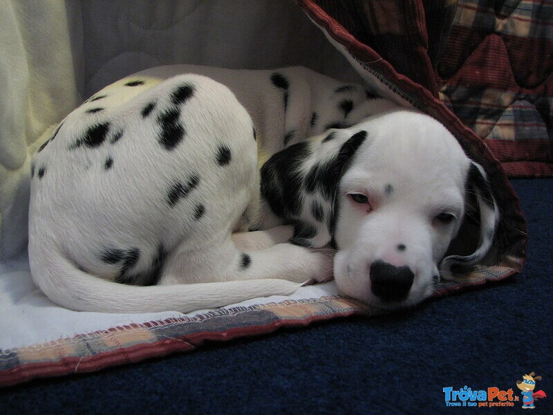 Cuccioli Dalmata con Prestigioso Pedigree - Foto n. 3