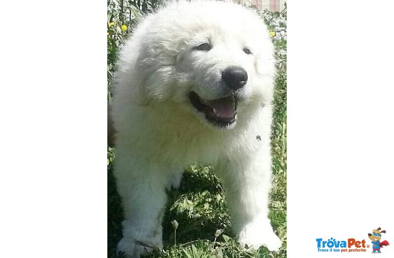 Cuccioli di Pastore Maremmano Abruzzese - Foto n. 1