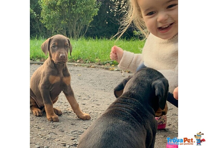 Cuccioli di Dobermann Pronti Subito - Foto n. 2