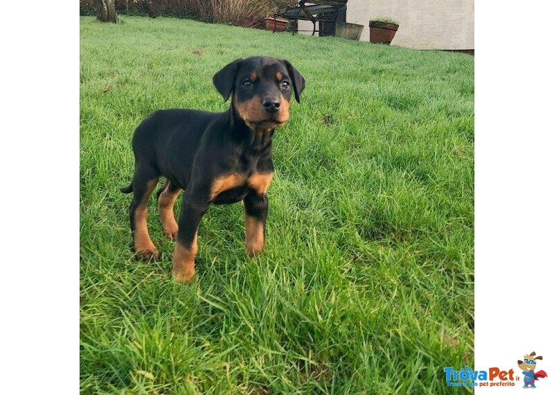 Cuccioli di Dobermann Pronti Subito - Foto n. 3