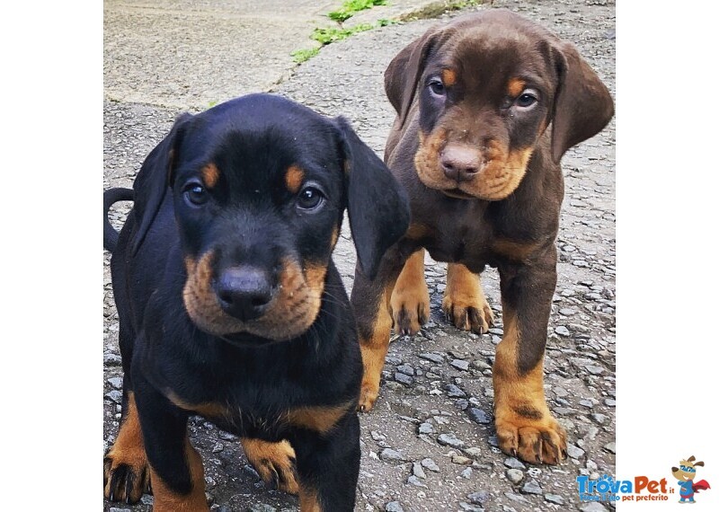 Cuccioli di Dobermann Pronti Subito - Foto n. 1