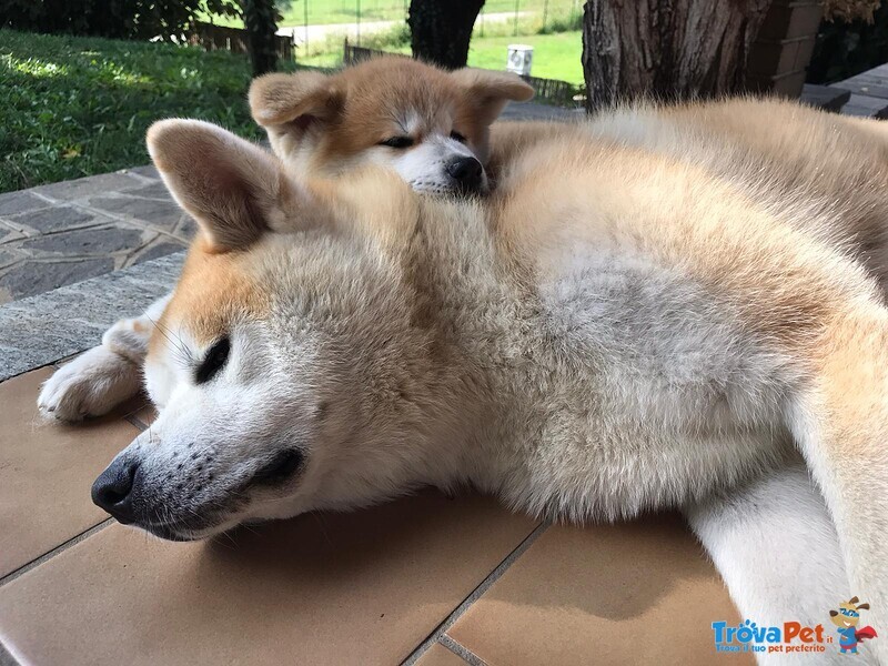 Ultima Cucciola Akita Inu - Foto n. 5