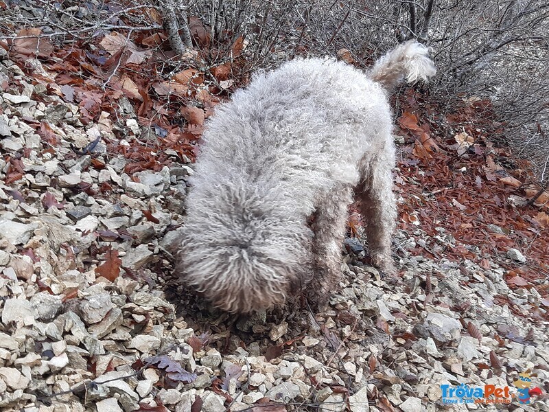 Monta Lagotto Romagnolo - Foto n. 1