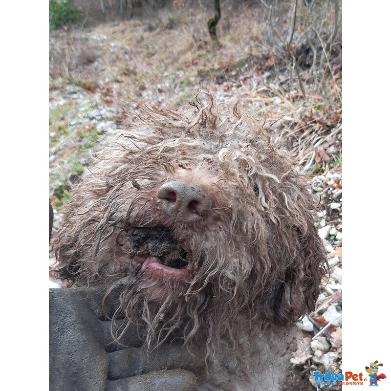 Monta Lagotto Romagnolo - Foto n. 2