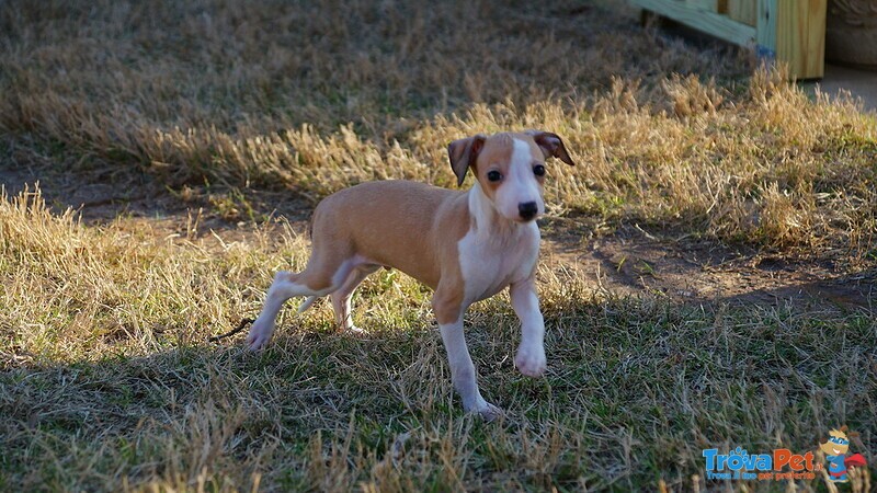 Disponibili Cuccioli di Levriero Italiano - Foto n. 4