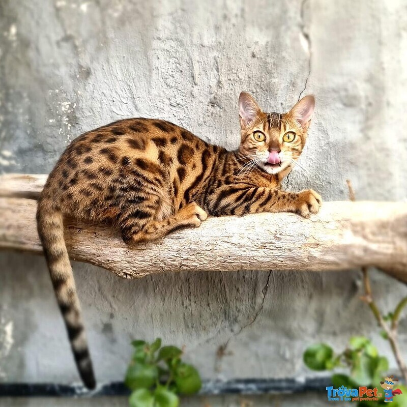 Gatti del Bengala - Foto n. 2