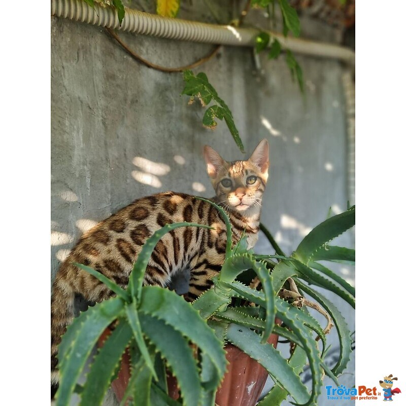 Gatti del Bengala - Foto n. 7