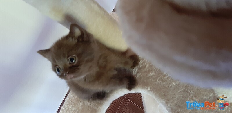 Cuccioli British Shorthaire con Pedigree - Foto n. 4