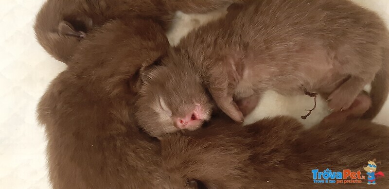 Cuccioli British Shorthaire con Pedigree - Foto n. 5