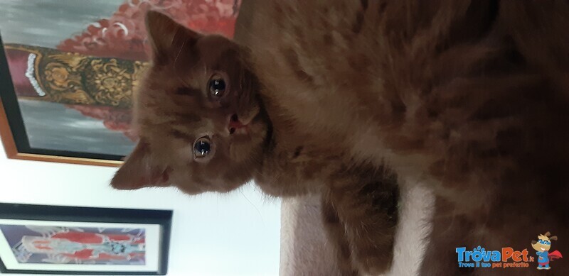 Cuccioli British Shorthaire con Pedigree - Foto n. 6