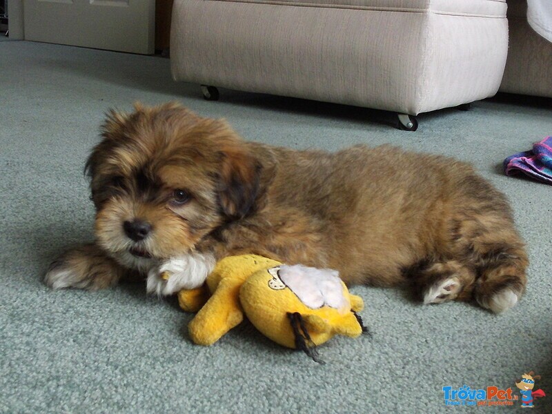 Cuccioli di Lhasa apso con Pedigree Enci - Foto n. 1