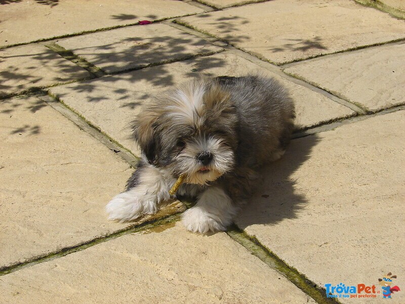 Cuccioli di Lhasa apso con Pedigree Enci - Foto n. 2