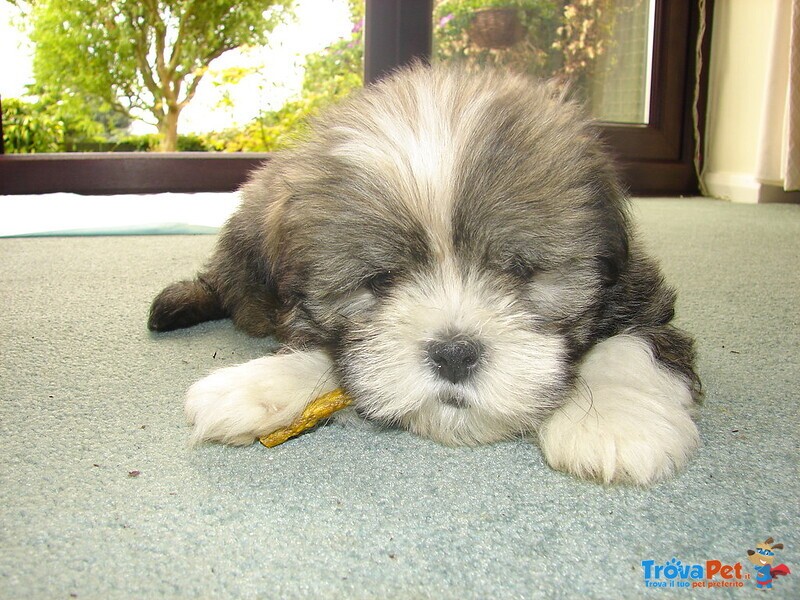 Cuccioli di Lhasa apso con Pedigree Enci - Foto n. 3