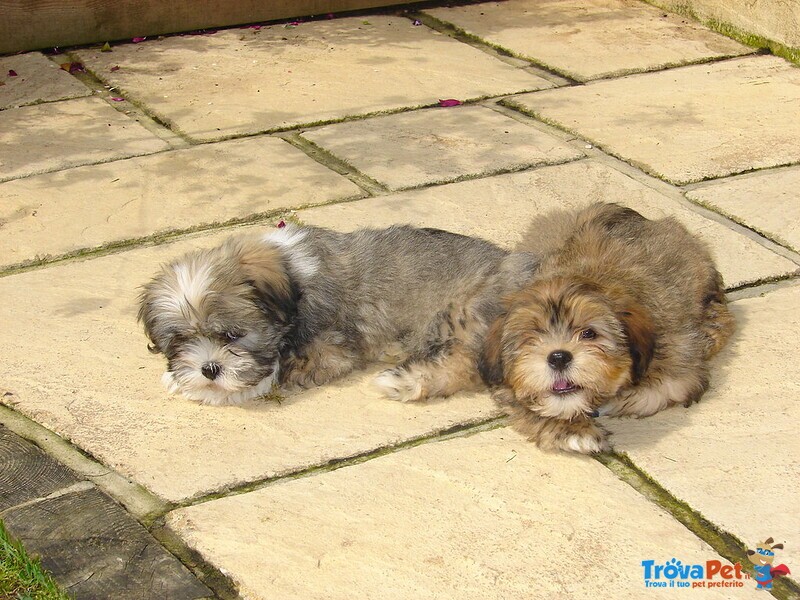 Cuccioli di Lhasa apso con Pedigree Enci - Foto n. 4