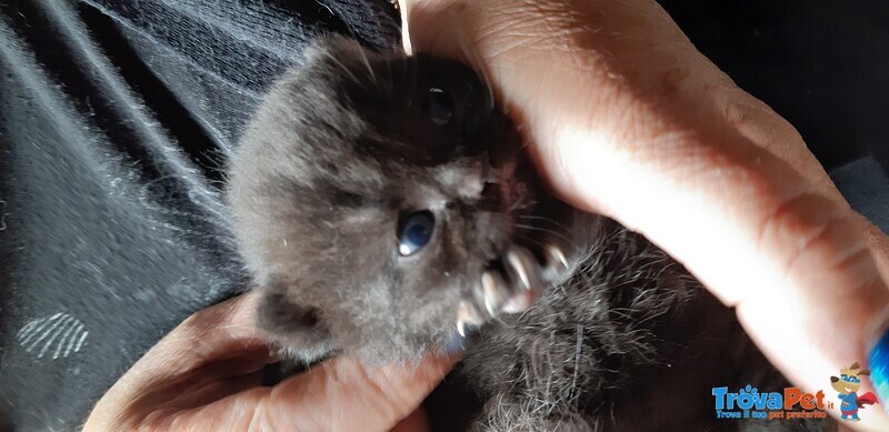 Cuccioli British Shorthaire Neri - Foto n. 3