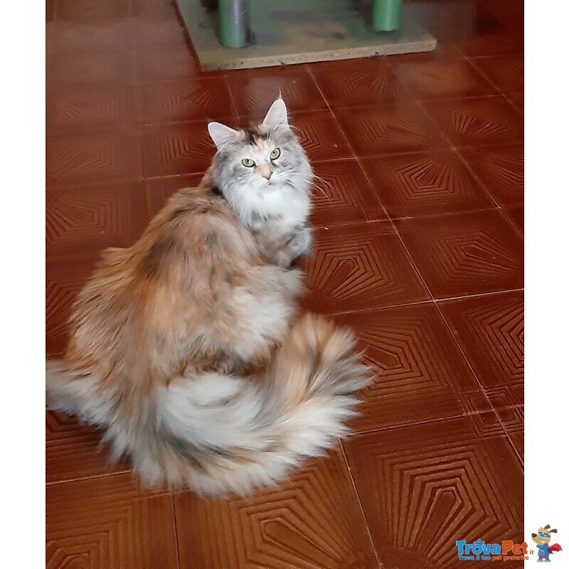 Maine coon Cuccioli - Foto n. 1