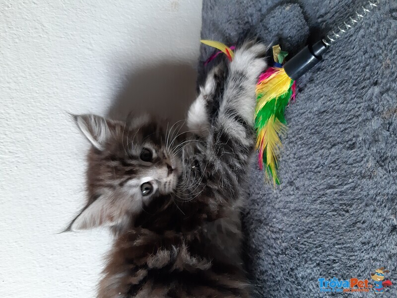 Maine coon Cuccioli - Foto n. 7