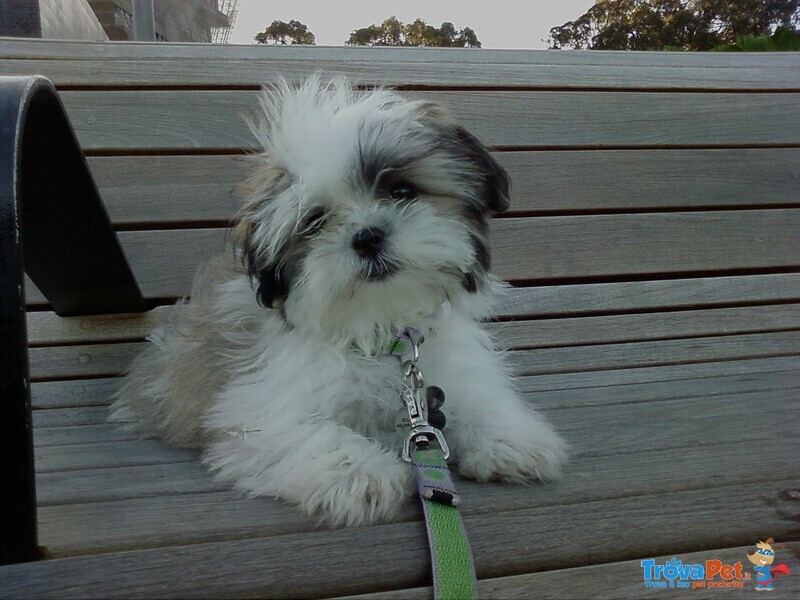 Cuccioli di Shitzu con Pedigree Enci - Foto n. 2