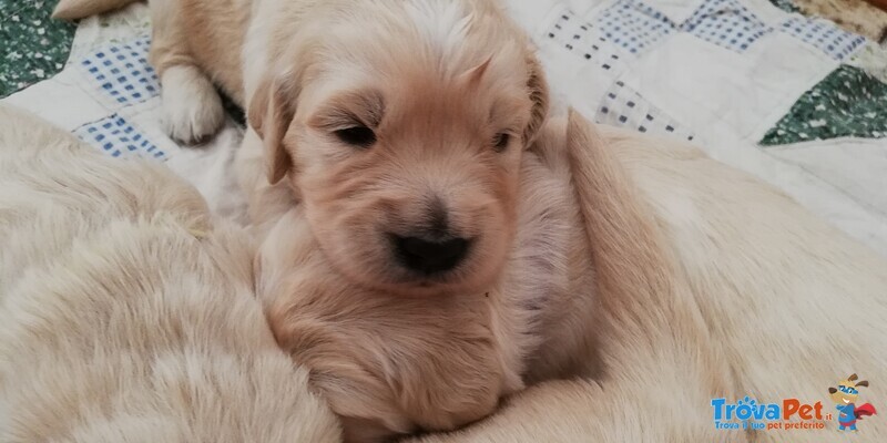 Cuccioli Golden Retriever Bellissimi Ottima Genealogia - Foto n. 1