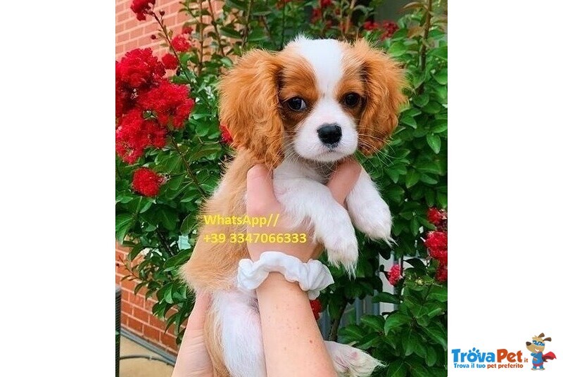 Cucciolate di Cavalier king Charles Spaniel - Foto n. 1