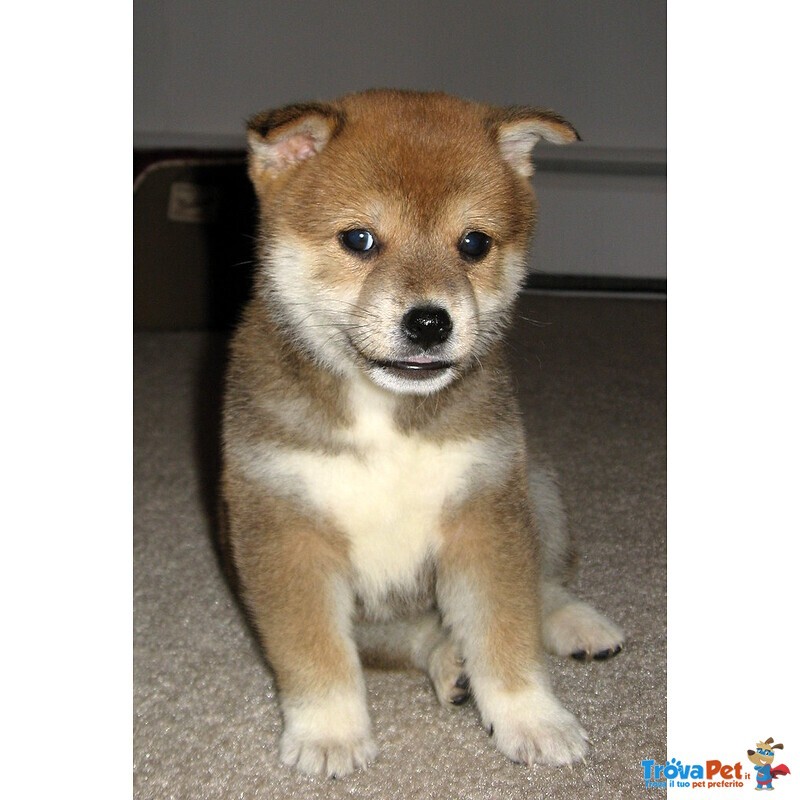 Splendidi Cuccioli di Shiba Inu - Foto n. 1