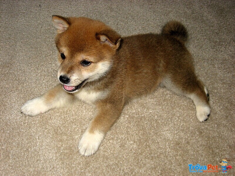 Splendidi Cuccioli di Shiba Inu - Foto n. 2