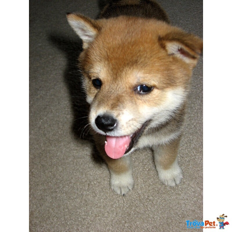 Splendidi Cuccioli di Shiba Inu - Foto n. 3