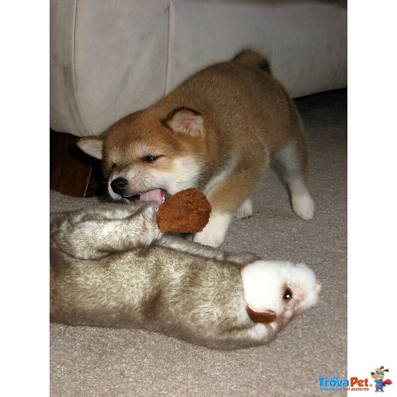 Splendidi Cuccioli di Shiba Inu - Foto n. 4