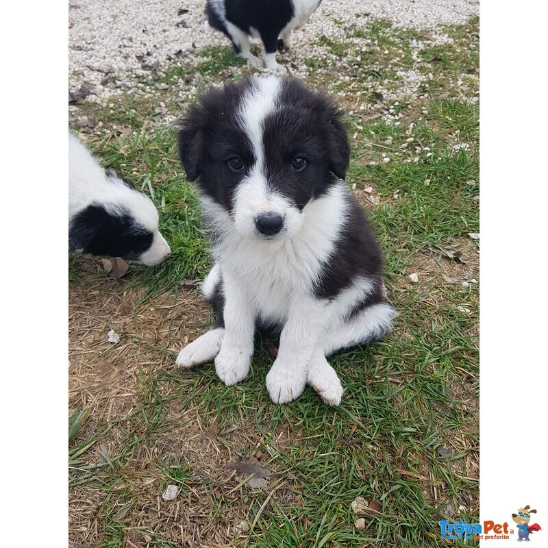 Bellissimi Cuccioli Border Collie - Foto n. 1