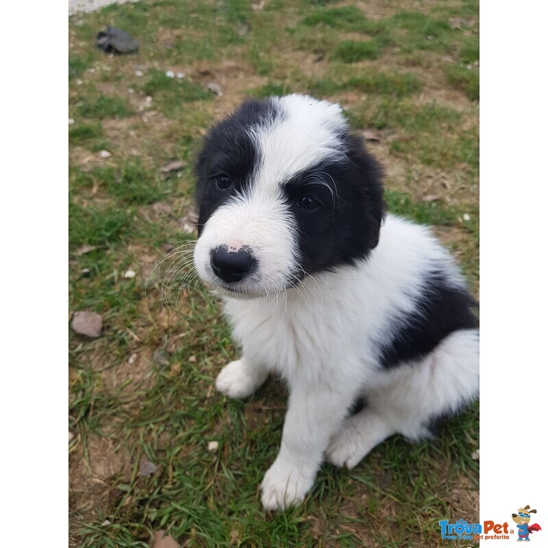 Bellissimi Cuccioli Border Collie - Foto n. 2