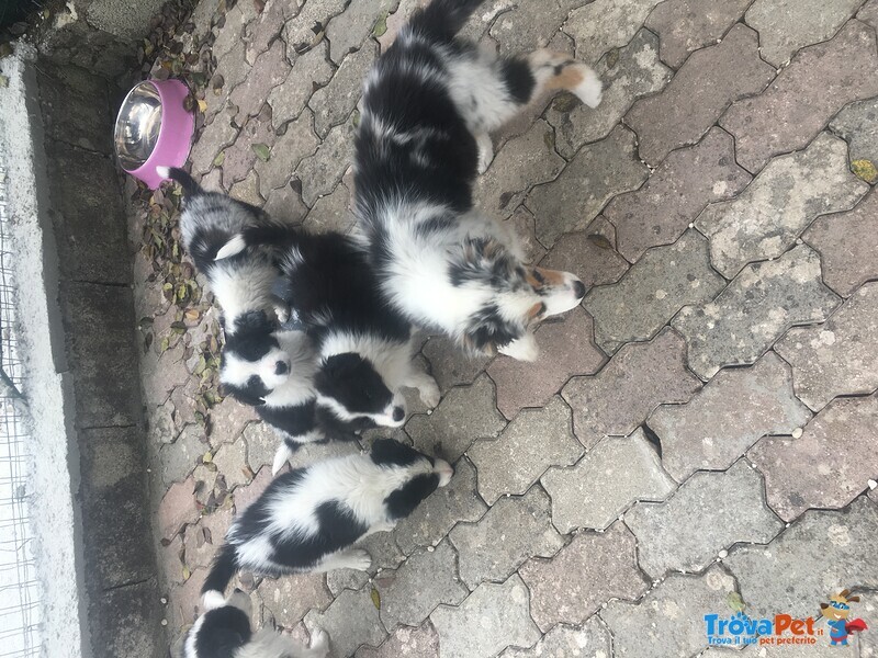 Bellissimi Cuccioli Border Collie - Foto n. 4