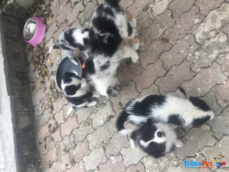 Bellissimi Cuccioli Border Collie - Foto n. 5