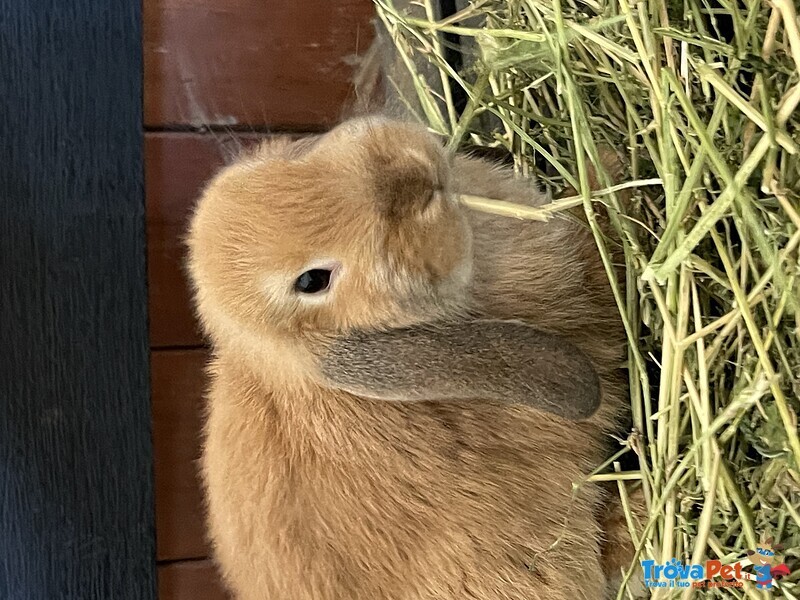 Cuccioli Ariete Nano - Foto n. 1