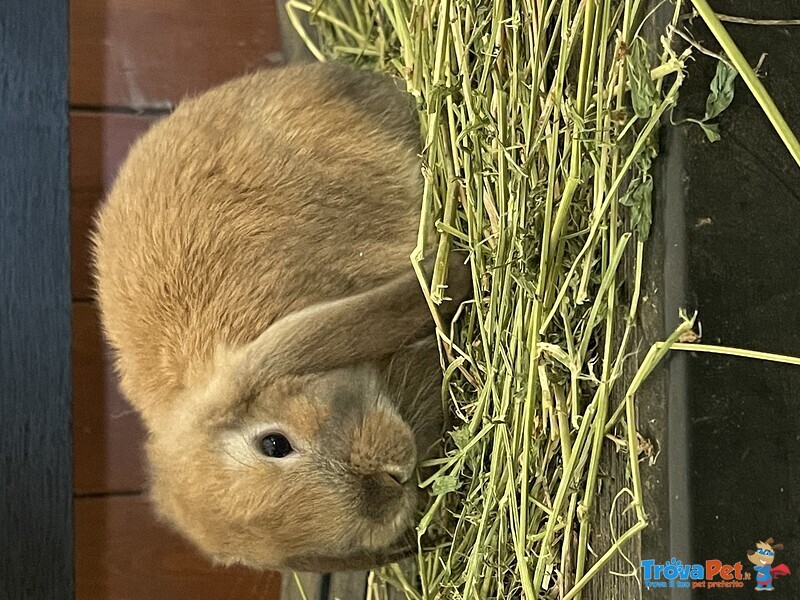 Cuccioli Ariete Nano - Foto n. 2