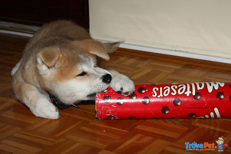 Bellissimo Cuccioli di Akita inu con Pedigree - Foto n. 1