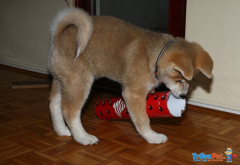 Bellissimo Cuccioli di Akita inu con Pedigree - Foto n. 2