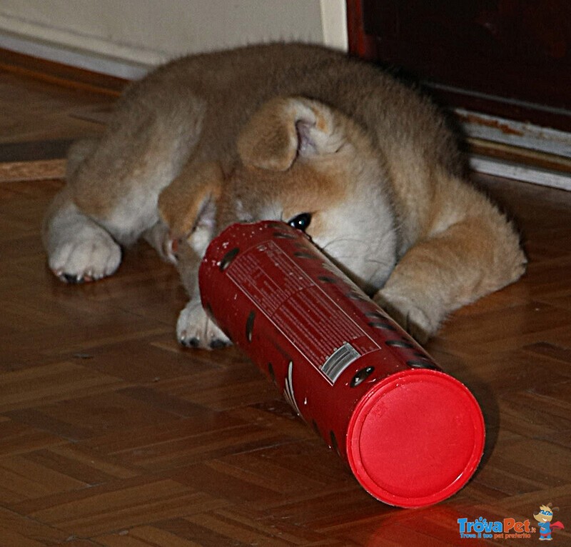 Bellissimo Cuccioli di Akita inu con Pedigree - Foto n. 4